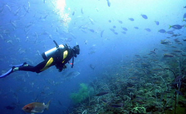 Mergulho em meio aos peixes na Ilha do Arvoredo (Foto: scbombinhas.com.br)