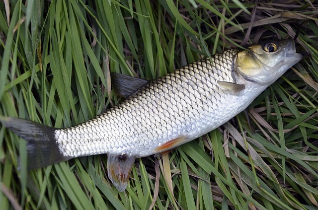 Tainha é o peixe mais tradicional do município de Bombinhas. Fonte: Banco de Imagens Pixabay.